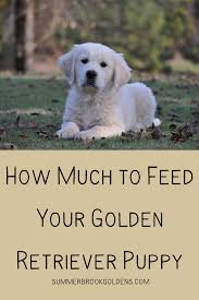 how much to feed your golden retriever summer brook