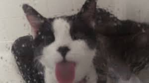 Only the best hd background pictures. Alana Gatinhos Katzen Gif Find On Gifer