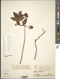 Image result for Olinia rochetiana