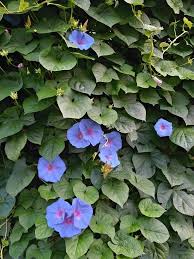 Image result for Ipomoea kituiensis
