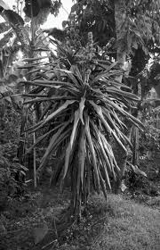 Image result for Agelanthus tanganyikae