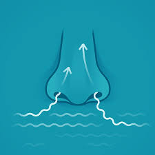 Symptoms include trouble breathing through the nose, loss of smell, decreased taste, post nasal drip, and a runny nose. Nasal Polyps Johns Hopkins Medicine