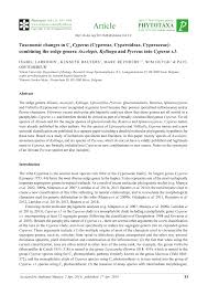 Image result for Ascolepis lineariglumis