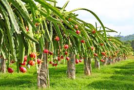 Maybe you would like to learn more about one of these? Banyuwangi Dragon Fruit A Tasty Treat For Tourists News The Jakarta Post
