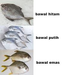 7 jenis ikan arwana termahal di dunia ikan arwana merupakan ikan predator yang sekarang ini menjadi primadona ikan. Panduan Mengenali Ikan Yang Selalu Dijual Di Pasar Bahagian 1 Iluminasi