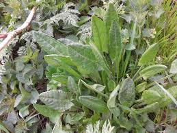 Check spelling or type a new query. Stirigoaie Armeria