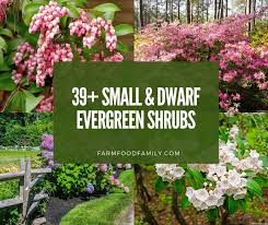 Jul 14, 2021 · these dwarf mahonia shrubs produce clusters of yellow flowers in the shape of spikes that contrast with shiny green foliage. 39 Small And Dwarf Evergreen Shrubs For Small Gardens With Photos Make House Cool