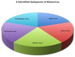 Ebola Hemorrhagic Fever Information Health