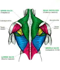 Within this group of back muscles you will find the latissimus dorsi, the trapezius, levator scapulae and the rhomboids. Human Body Muscles Anatomy Lower Back Muscles Anatomy Muscle Diagram Muscle Anatomy Body Muscle Anatomy
