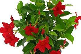 Check spelling or type a new query. Dipladenia Rio Deep Red Flowers Throughout The Year 4 Pot Buy Online In French Guiana At Frenchguiana Desertcart Com Productid 14455849