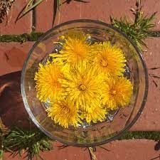 Creating Flower Essences Remedy Botanica