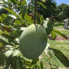 Image result for Mangifera