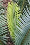 Image result for Encephalartos ngoyanus