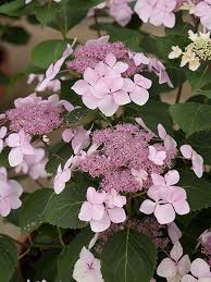 10 New Hydrangeas You Ll Want To Grow Now Hydrangea Shrub Hydrangea Macrophylla Hydrangea Care