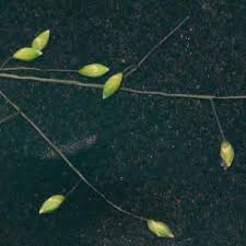 Image result for Panicum carneovaginatum