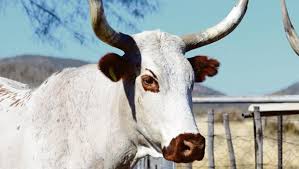 Ramaphosa admitted that his government has been too slow in the process of restitution and redistribution of farmlands, stressing that land is a key pillar for economic emancipation and freedom. How Urbanites Can Invest In Virtual Cattle Citypress