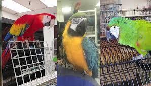 We offer small and exotic birds for sale such as; Police Exotic Birds Worth 15 000 Stolen From Pet Store