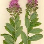 Image result for Spiraea billardii
