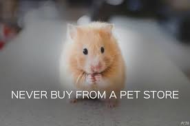 Rabbit farming providers in india. 9 Facts You Need To Know Before Considering A Pet Hamster Peta