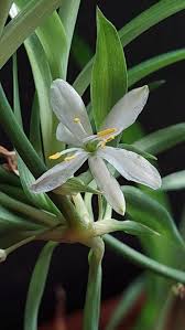Image result for Chlorophytum comosum