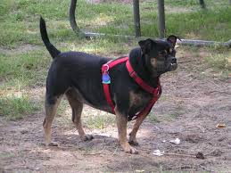 Black And Tan Pug My Pug Beagle Is Black And Tan And Her Name Is Puggles She Is 3 Years Old Now Pug Beagle Puggle Raining Cats And Dogs
