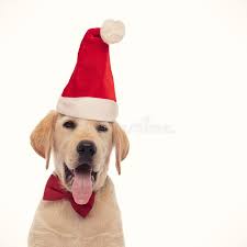 West highland white terrier puppies. 101 Christmas Yellow Lab Puppy Photos Free Royalty Free Stock Photos From Dreamstime