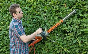 Sichtschutz Die 12 Besten Heckenpflanzen Buchenhecke Gartenhecke Hecke