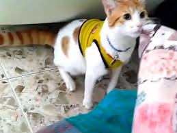 futbol obedinyaet i hozyaev s pitomcami kot krichit goool kot futbol mimy