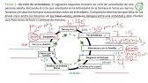 Cuadernillo de repaso escolar quinto grado (5to) pdf. Cuadernillo 5 Ciclo De Vida Semana 3 Actividad 1 De Cuarto A Quinto De Primaria Youtube