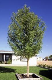 Image result for Fraxinus velutina