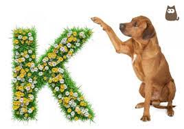 Great ideas for naming your puppy. Dog Names Starting With K Male And Female 100 Ideas