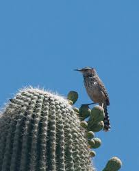 Since cacti absorbs carbon dioxide in the evening it is best to place them indoors nighttime to absorb all the carbon dioxide we give out at night. Adw Campylorhynchus Brunneicapillus Information