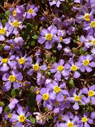 Image result for Phrymaceae