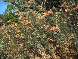 Image result for Epilobium salignum
