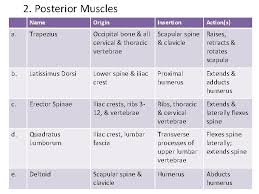 Muscle size and arrangement of muscle fascicles. The Muscular System Ap Fall 2016 Iv Muscle