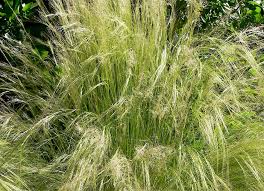 Image result for Nesaea ramosissima