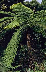 Image result for Cyathea