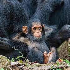 How Relaxed Are You This Baby Monkey Is Extremely Relaxed Amazing Picture By Thomasdmangelsen Vi Cute Baby Animals Cute Animals Animal Pictures