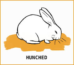 Why rabbits have got short tails. The Bunny Nose Why Do They Wiggle