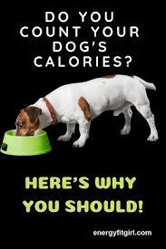 How To Keep Your Beloved Family Pets Fit And Healthy Energyfitgirl Com Nutrition Guidelines Family Pet Healthy Living
