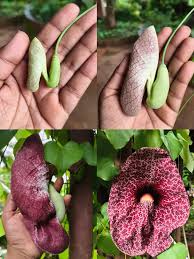 Image result for Aristolochia