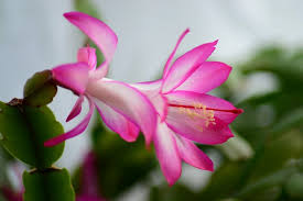 Although easter cactus is a true cactus, it is a jungle plant that requires more care than its desert cousins. How To Care For An Easter Cactus Spring Cactus Christmas Cactus Christmas Cactus Care Easter Cactus