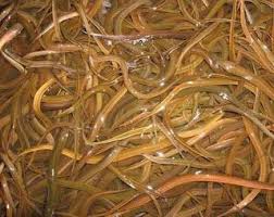 Resipi belut goreng cili kering : Resepi Belut Goreng Cili Kering Resepi Nasi Goreng Belacan Pedas