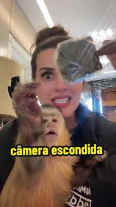 Capuchin Monkeys for Adoption Chicago