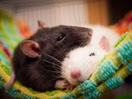 Keeping And Caring For Pet Rats
