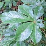 Image result for Vitex ferruginea