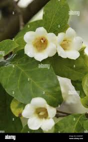 Image result for Rothmannia globosa