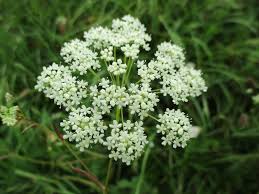 Image result for Pimpinella ledermannii