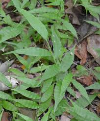 Image result for Oplismenus undulatifolius