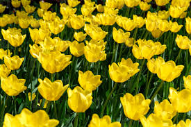 Photos Full Frame Yellow Tulips Spring Backg 198865 Youworkforthem Download yellow tulips background photos by merinka. full frame yellow tulips spring background the concept of bloom and spring